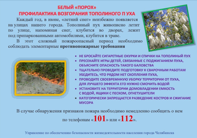 Тополиный пух.jpg